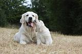 GOLDEN RETRIEVER 714